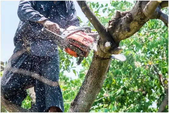 tree services Milwaukee